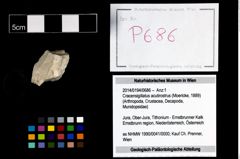 Foto (Objekt + Etikett) von Cracensigillatus acutirostrus (Moericke, 1889)  (NHMW-GEO-2014-0194-0686)